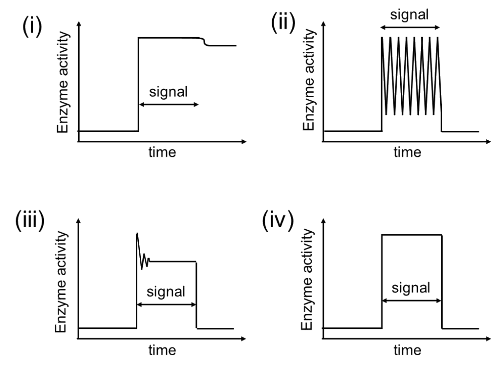 GATE XL 2023 Q38 figure: Enzyme activity profiles as a function of time in the absence or presence of different types of feedback mecha