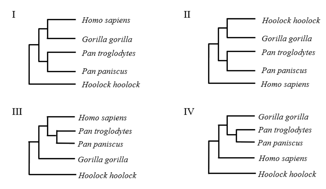 GATE XL 2024 Q97 figure: Which one of the following rooted tree topologies best describes the primate phylogeny?