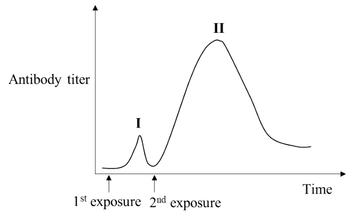 GATE XL 2025 Q74 figure: The adaptive immune response in an animal involves the generation of antibodies against an invading bacterial
