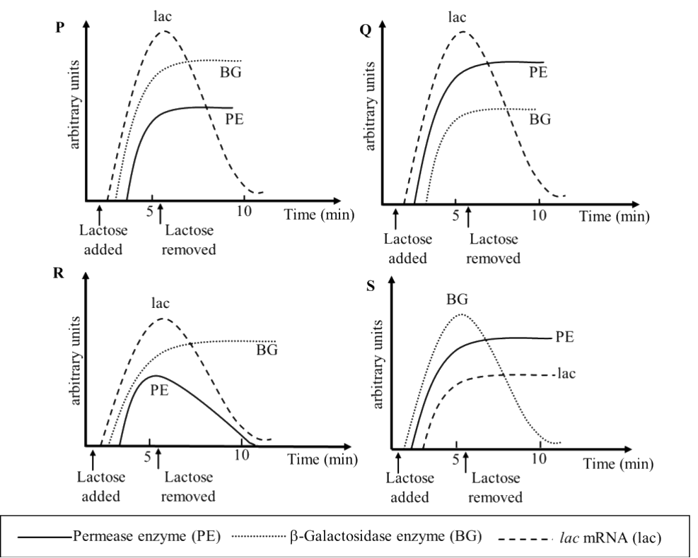 GATE XL 2025 Q77 figure: A culture of lac + Escherichia coli is grown in a medium lacking lactose or any other β-galactoside. The respo