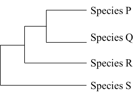 GATE XL 2026 Q102 figure: Which of the following statements is/are correct for the phylogenetic tree depicted below?