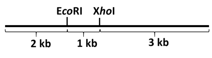 GATE XL 2026 Q35 figure: Partial double digestion of the DNA shown below with Eco RI, and Xho I will yield ______ bands after gel elect