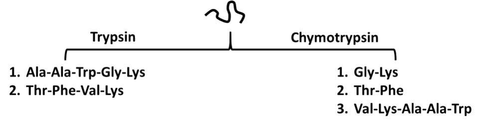 GATE XL 2026 Q36 figure: Chymotrypsin cleaves polypeptides preferentially on the carbonyl side of aromatic, and some other bulky nonpol