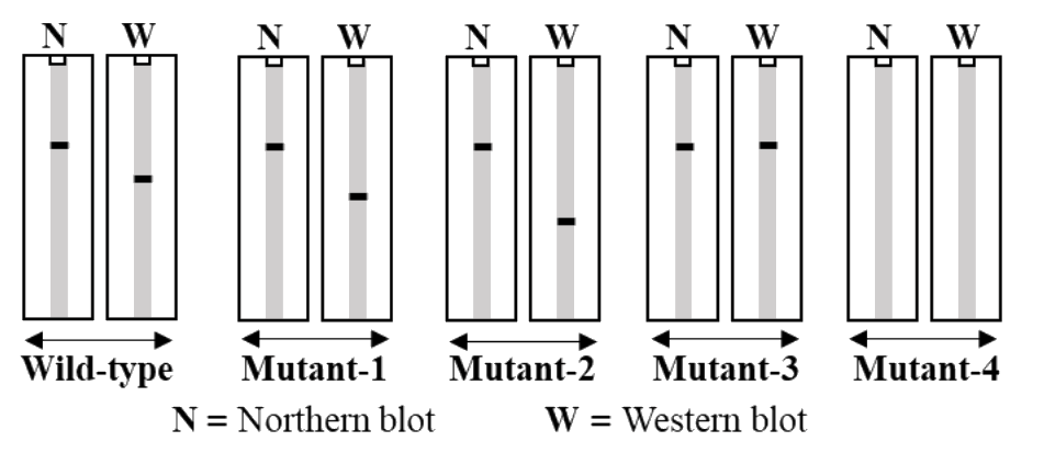 GATE XL 2026 Q77 figure: The effect of mutations in a gene at their transcriptional and translational levels were analyzed using Northe