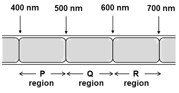 JAM BT 2023 Q38 figure: Different segments of a photosynthetic filamentous alga are exposed to different wavelengths of light as shown