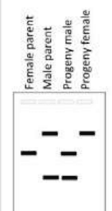 Southern blot bands for female parent, male parent, progeny male and progeny female