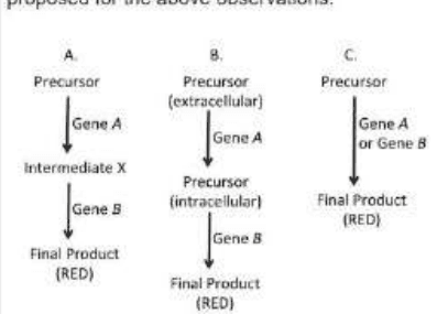 Three proposed pathways A, B and C from precursor to red final product via genes A and B