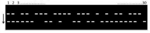 Agarose gel of PCR products for 30 progeny showing one or two bands