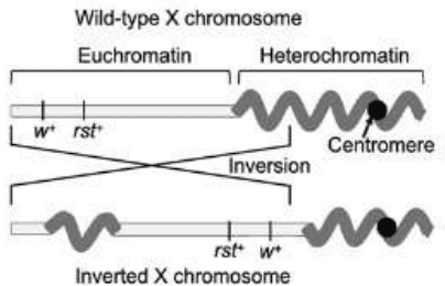 Wild-type and inverted Drosophila X chromosome with w+ and rst+ near heterochromatin