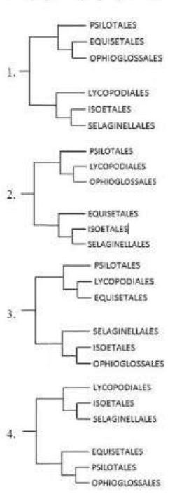 Four phylogenetic trees of six pteridophyte orders