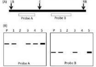 T-DNA map with LB, EcoRI site, RB and probes A and B, and Southern blots of parent and progeny 1 to 5