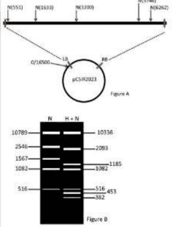 Map of NcoI sites in vector pCSIR2023 and gel of NcoI and HindIII plus NcoI digests