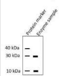 SDS-PAGE gel with 40, 30 and 10 kDa markers and enzyme bands at 30 and 10 kDa