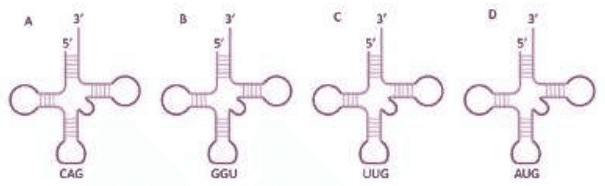 Four tRNAs A to D with anticodons CAG, GGU, UUG and AUG