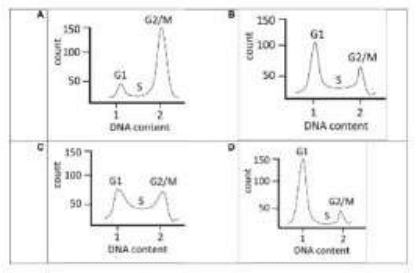 Four flow cytometry histograms A to D of cell count against DNA content