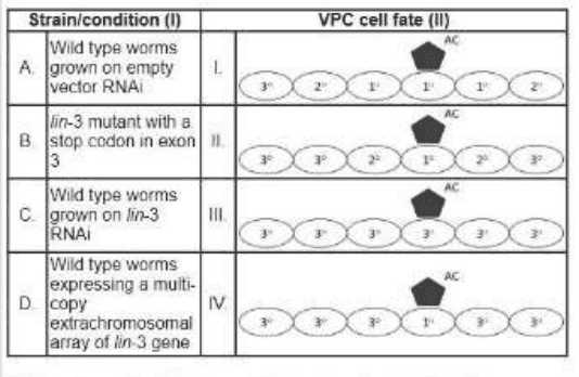Table of C. elegans strains A to D and vulval precursor cell fates I to IV around the anchor cell