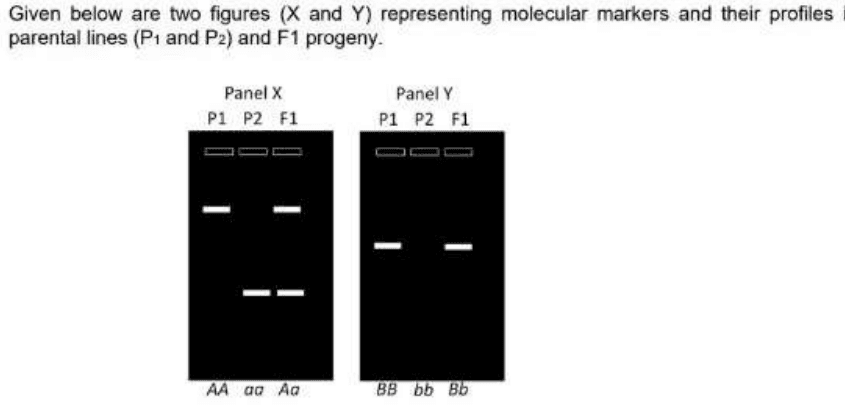 Marker gel profiles of P1, P2 and F1 in panels X and Y