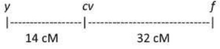 Map of y, cv and f with 14 cM and 32 cM intervals