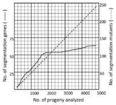 Number of segmentation genes and mutants against number of progeny analysed