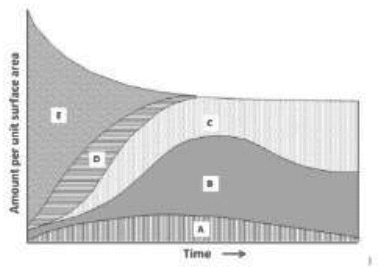 Phosphorus pools A to E over time during primary succession
