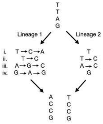 Ancestral sequence TTAG diverging through substitutions in lineages 1 and 2
