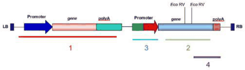 T-DNA map with promoters, genes, EcoRV sites and probes 1 to 4