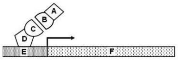 Yeast two-hybrid schematic with components A to F