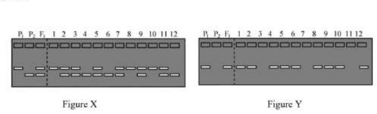 Marker segregation gels X and Y for P1, P2, F1 and individuals 1 to 12