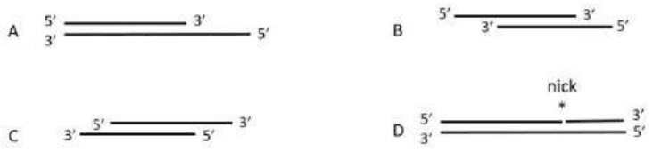 Four DNA substrates A to D, including a nicked duplex