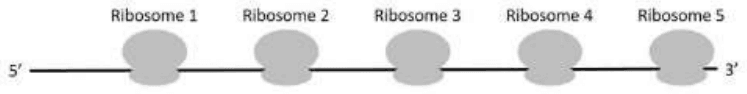 An mRNA with five ribosomes numbered 1 to 5 from 5-prime to 3-prime