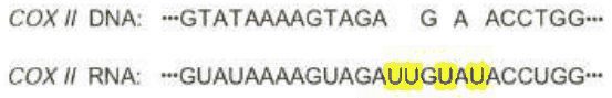COX II DNA and edited RNA sequences with four added U residues highlighted