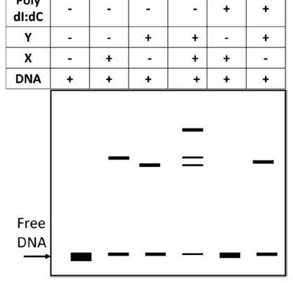 EMSA gel of labelled DNA with proteins X and Y, with and without poly dI:dC