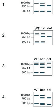 Gene with a 15 kb deletion and primers FW, FD, D and R