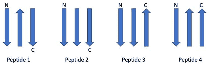 Arrow diagrams of three-stranded beta-sheets for peptides 1 to 4