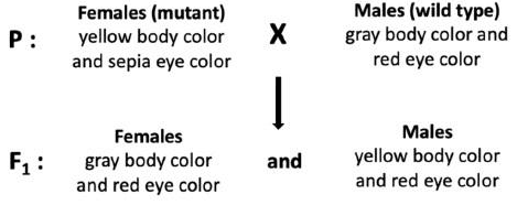 Drosophila cross: yellow-bodied sepia-eyed females with wild-type males, and the F1 progeny