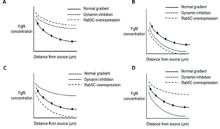 Four graphs A to D of Fgf8 concentration against distance under dynamin inhibition and Rab5C overexpression