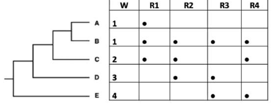 Cladogram of taxa A to E with weights and presence in regions R1 to R4