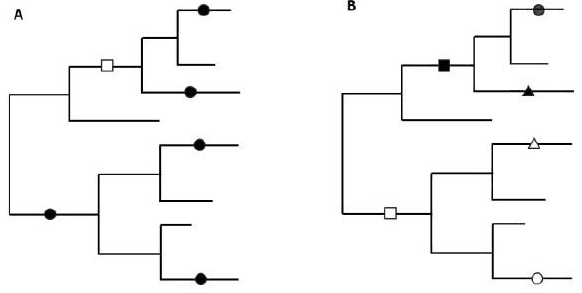 Two phylogenies A and B with synonymous and non-synonymous mutations marked
