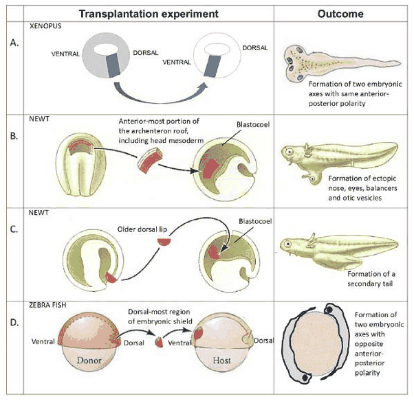 Table of transplantation experiments in Xenopus, newt and zebrafish with outcomes