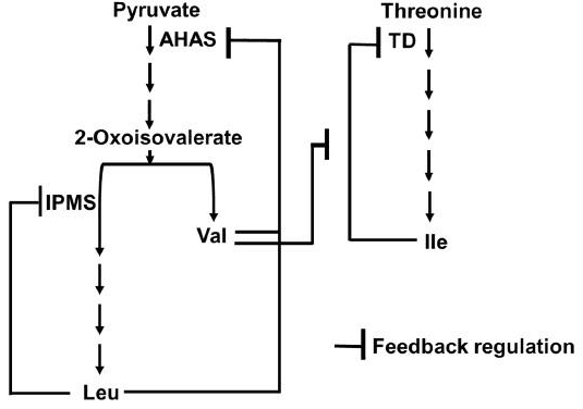 Branched-chain amino acid pathway from pyruvate and threonine with feedback on AHAS, IPMS and TD