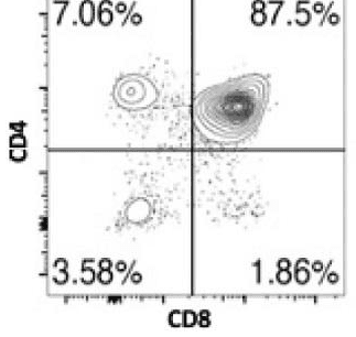 Flow cytometry plot of CD4 against CD8 thymocytes with quadrants 7.06%, 87.5%, 3.58% and 1.86%