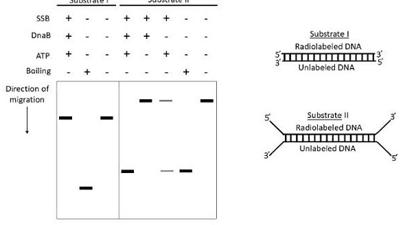 DnaB helicase assay: substrates I and II, conditions with SSB, DnaB, ATP and boiling, and gel