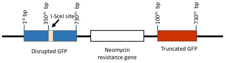 Construct with disrupted GFP carrying an I-SceI site, neomycin resistance gene and truncated GFP