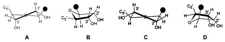 Four ribose sugar pucker conformations labelled A to D