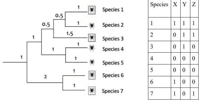 Phylogeny of spider species 1 to 7 with branch lengths and presence table for communities X, Y and Z