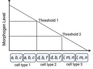 Morphogen gradient with thresholds 1 and 2 and genes expressed in cell types 1, 2 and 3