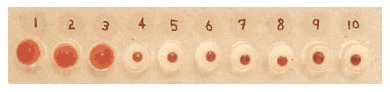 Micro-titre plate wells 1 to 10 showing haemagglutination with sheep red blood cells