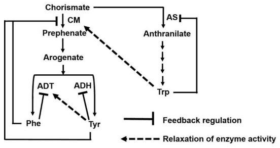 Aromatic amino acid pathway from chorismate via CM, AS, ADT and ADH to Phe, Tyr and Trp with feedback loops
