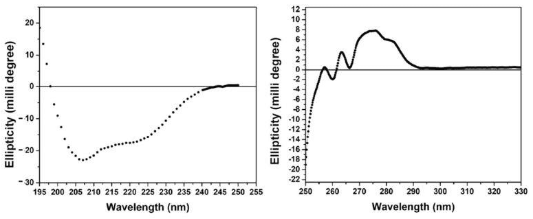 Far-UV and near-UV circular dichroism spectra of a polypeptide