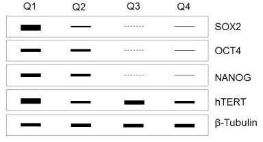 Flow cytometry plot of CD24 against CD44 with quadrants Q1 to Q4, and immunoblots of SOX2, OCT4, NANOG, hTERT and beta-tubulin